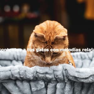 Pon contentos a tus gatos con melodías relajantes - Jazz Acustico