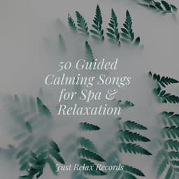 50 Guided Calming Songs for Spa & Relaxation - Meditation Spa