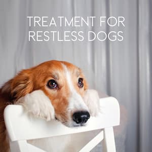 Calm Pet All Day – Treatment for Restless Dogs, New Age Relaxing Tones - Pets Music