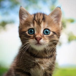 Música Relajante Nocturna Para El Descanso De Los Gatos - Muestreo estéreo al aire libre