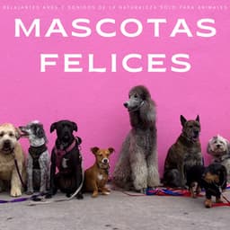 Mascotas Felices: Relajantes Aves y Sonidos De La Naturaleza Solo Para Animales - Thiago Mascotas