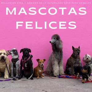 Mascotas Felices: Relajantes Aves y Sonidos De La Naturaleza Solo Para Animales - Thiago Mascotas