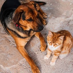 Paws and Plumage: Ambient Bird Sounds for Pet Relaxation - Smooth Chill Playlist