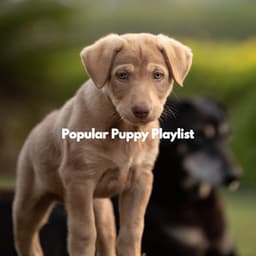 Popular Puppy Playlist - Morning Calm Playlist