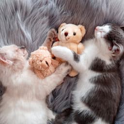 Relaxing Cat Nights: Music for Feline Sleep - Supreme Music Sounds