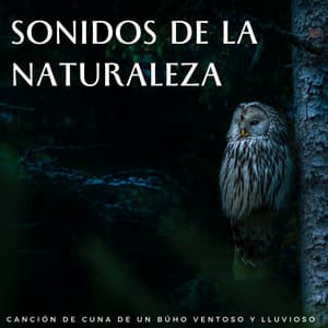 Sonidos De La Naturaleza: Canción De Cuna De Un Búho Ventoso Y Lluvioso - Maravilla de lluvia