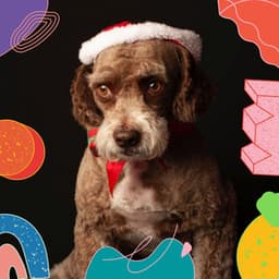 Music for Soothing Dogs - Sleeptime for Dogs