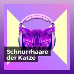 Schnurrhaare der Katze - Katzenmusik