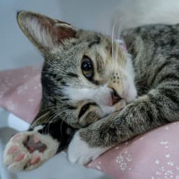 Fluid Paws and Pianos: Harmony for Restful Cats - Piano Cat