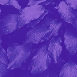 Music for Recharging Rest - Glockenspiel Music - Instant Relax