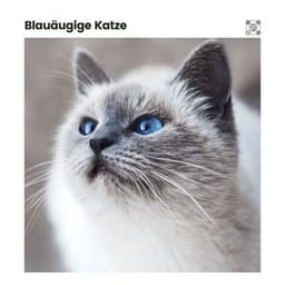Blauäugige Katze - Katzenmusik