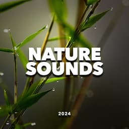 Nature Sounds 2024 - Sounds Of Nature