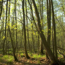 ! ! ! ! ! ! ! A Floresta e o Caminho Verde1 - Alan Baratieri
