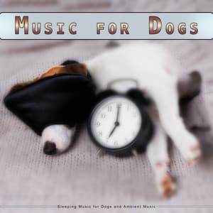 Music for Dogs: Calming Music for Dogs and Ambient Music - Pure Dog Music