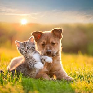 Pequeños Amigos Suaves: Música Calmante Para Mascotas - Explorador binaural