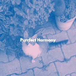 Purrfect Harmony - Cat Music Studio