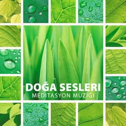 Doğa Sesleri Meditasyon Müziği: Sakinleştirici Su ve Şarkı Söyleyen Kuşlar, Okyanus dalgaları, Sakinleştirici Yağmur, Sahil, Şelale, Rüzgâr - Doğanın Müziği