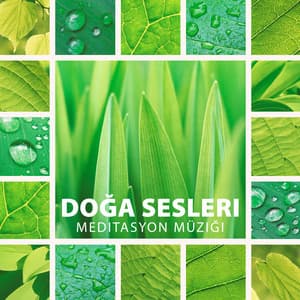 Doğa Sesleri Meditasyon Müziği: Sakinleştirici Su ve Şarkı Söyleyen Kuşlar, Okyanus dalgaları, Sakinleştirici Yağmur, Sahil, Şelale, Rüzgâr - Doğanın Müziği