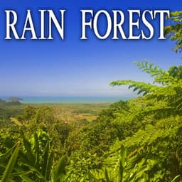 Rain Forest - Nature Soundscape