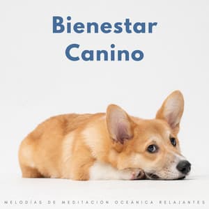 Bienestar Canino: Melodías De Meditación Oceánica Relajantes - Música Ambiente