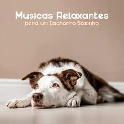 Músicas Relaxantes ​​para um Cachorro Sozinho - Academia de Música para Animais