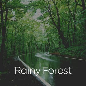Rainy Forest - Rain Radiance