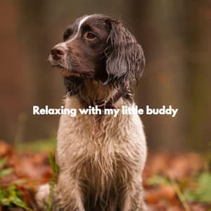 Relaxing with my little buddy - Classy Lounge Playlist