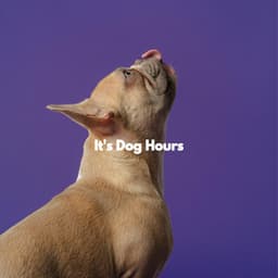 It's Dog Hours - Abend Jazz