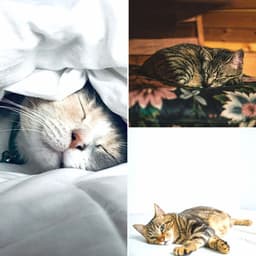 Music for Happy Cat - For Cats Only