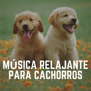 Música Relajante para Cachorros - Mascotas tranquilas