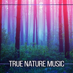 True Nature Music - The Calming Sounds Of Nature