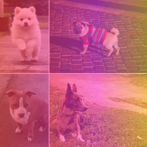 High-class Music for Calming Puppy - No Drums Jazz - Relaxing Dog Music