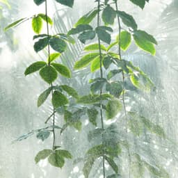 Melodic Rainfall Serenity: Gentle Cascades of Sound - Solfeggio Sanctuary