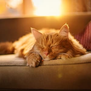 Música De Guitarra Para Gatos: Gracia Felina En Melodía - Musica Relajante de Guitarra De Lujo