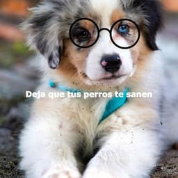 Deja que tus perros te sanen - Jazzy Studying Music