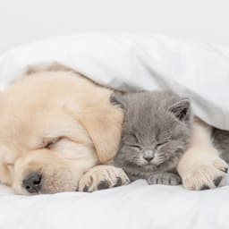 Soft Pet Sounds for Cozy Nap Times - The Urban Ambience