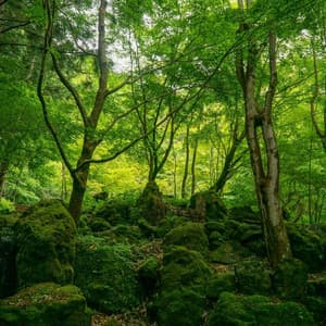 Sacred Grove: Forest Tones for Spiritual Meditation - Sacred Nature