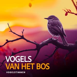 Vogels van het Bos - Vogelstimmen