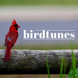 Birdtunes - Sound FX Pro