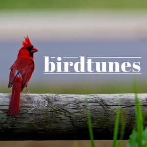 Birdtunes - Sound FX Pro