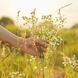 Wildflower Bliss: Nature's Harmonic Embrace - Outside HD Samples