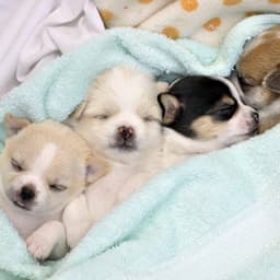 Bgm for Chilled Pooches - Calm Dog Music