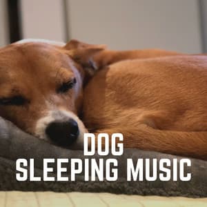 Dog Sleeping Music - Dog Sleep Dreams