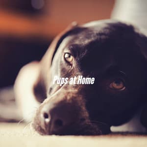 Pups at Home - Doggy Relaxing Sounds