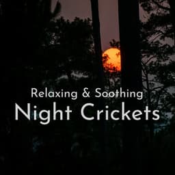 Night Crickets - Path to the Wild