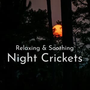 Night Crickets - Path to the Wild