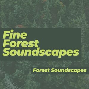 Fine Forest Soundscapes - Forest Soundscapes