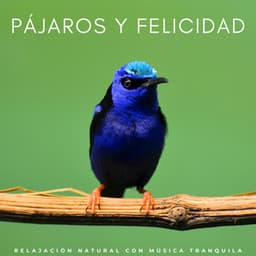Pájaros Y Felicidad: Relajación Natural Con Música Tranquila - Pájaros y abejas etc