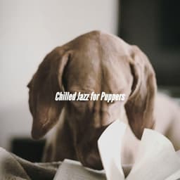 Chilled Jazz for Puppers - Dog Sleeping Soundtracks Deluxe