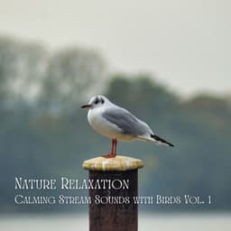 Nature Relaxation: Calming Stream Sounds with Birds Vol. 1 - Relaxing Spa Music
